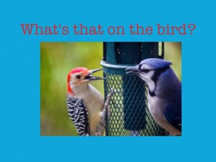 What That On The Bird? by Weslene Newcomb