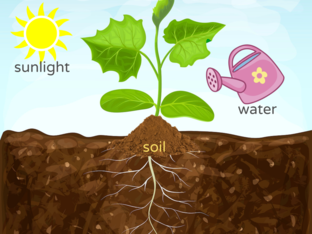 What Plants need to grow by Danielle Healy