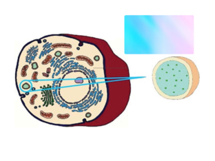 What is this? by Chris Ann Diaz