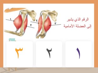 الهيكل 12 by fatma