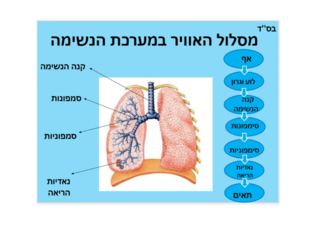 קבוצה 2 by גל בוכמן