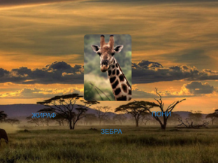 Животные by Яна Демина