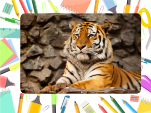 看老虎 by gao changlong