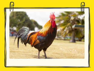  Mãng ghép kì diệu by quynh yen