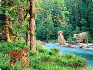 十二生肖動物 Part - 2 (漢字)  by Mei Lin