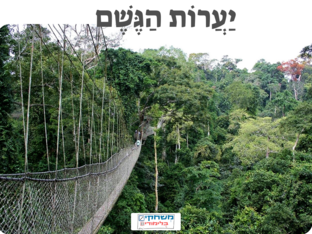 יערות הגשם by מיה יואל מנדל