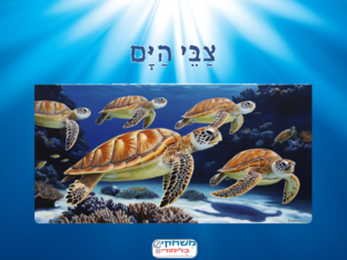 צבי הים by מיה יואל מנדל