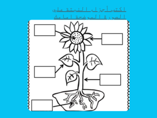 اجزاء النبات by mashaer abd