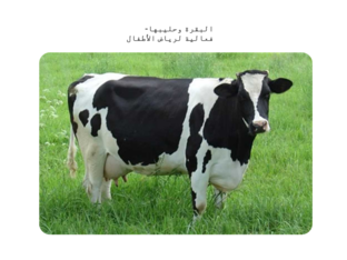 البقرة وحليبها by ahmad sayed