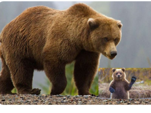 حيوانات  by Dunia Duniaqaq