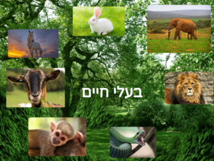 בעלי חיים by סעיד שרף