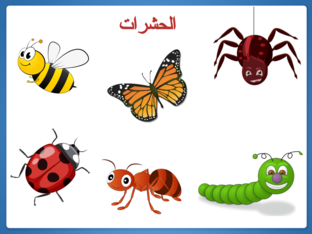 الحشرات  by shahd tarek