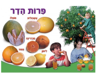 פרות הדר by Sapir Peled