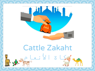 زكاة الأنعام Cattle zakaht  by Layla Al Qadi