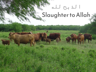 الذبح لله Slaughter to Allah   by Layla Al Qadi