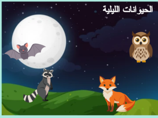 الحيوانات الليلية- الارقام by mona alyafai