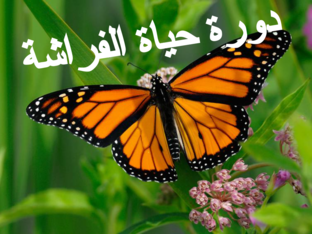 دورة حياة الفراشة by Zuhoor Kastero