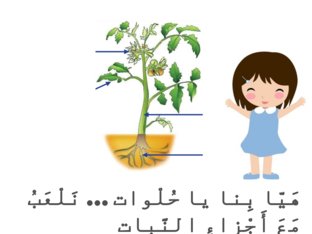 أَجْزاءُ النَّبات  by منال صوان