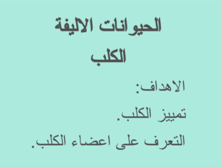 الكلب واعضاء جسمه by רובא עטאללה