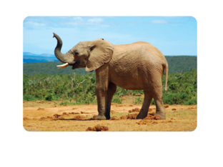 بزل فيل  by Dunia Duniaqaq