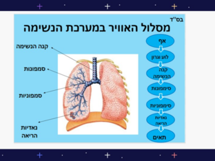 מסלול מערכת הנשימה by גל בוכמן
