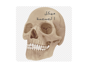 الهيكل العظمي المحوري by Amal Sul