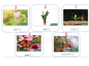مراحل نمو النبات الزهري by Bsma Dalloul