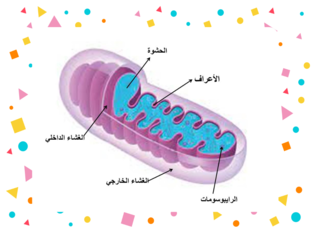 ماجدة حسن عبدالعزيز جراح by majeda jarrah