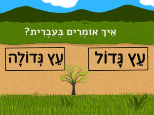 חידון עברית לטו בשבט by lior kronman