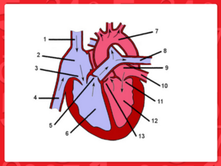 מערכת הלב וכלי הדם by רז סקול