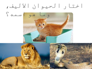 اسد، افعى، قطة  by Dunia Duniaqaq