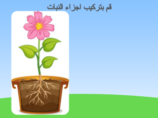 بزل - اجزاء النبات by Bayan