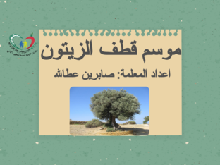 موسم قطف الزيتون by sabreen atalla