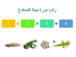 دورة حياة الضفدع by Mashael Hamed