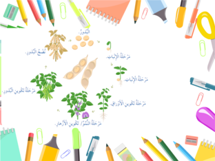 مراحل نمو النباتات by Bayan Al-Sahely