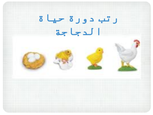 دورة حياة الدجاجة by منيرة  فهد
