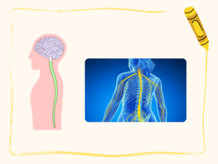 מערכת העצבים by רז סקול