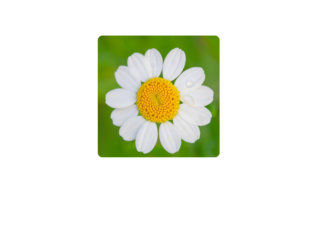 الزهرة البيضاء by Bian New