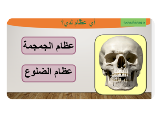 عظام الجمجمة by wafa aljarrah