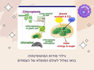 סודות הפוטוסינתזה by גילה