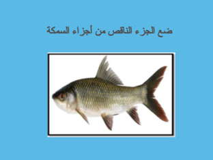 خصائص السمكة by REEM ALSHAWAF