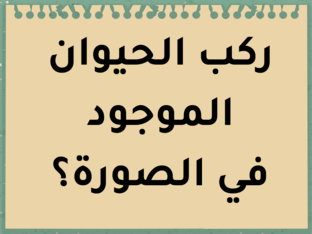 تركيب للحيوانات by sadeen asmar