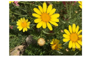 פאזל חמניה by Orit Avner