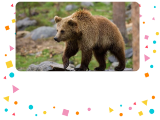 καφέ αρκούδα by Eleni Barba