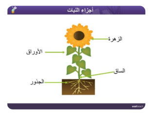 أجزاء النبته by 