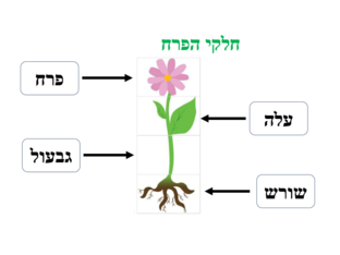 חלקי הפרח by סיוון בירוואדיקאר