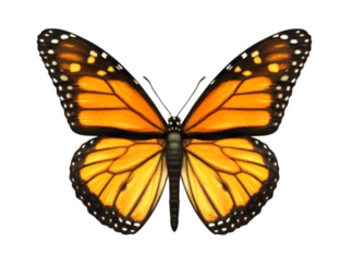 פזאל פרפר by Ludmila