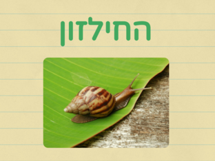 החילזון by Haviva Nisim