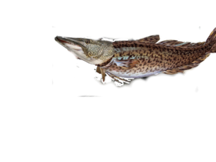  clik the fish  by petter wik gyllensten