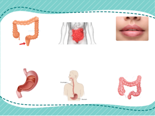 การย่อยอาหารของมนุษย์ by Ruanglada Pimpabud